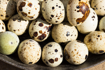 Obraz premium Quail eggs are considered a delicacy in many parts of the world.