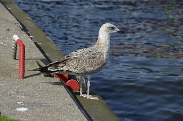 mewa , dzika mewa , biała mewa , port Darłowo  ,Darłówko ,  port , port rybacki , port , statek w darłowie ,most w Darłowie , most w Darłówku , Darłówko , Darłowo , latarnia  morska , plaża Darłówko   © Szymon