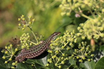the lizard is sunbathing on ivy