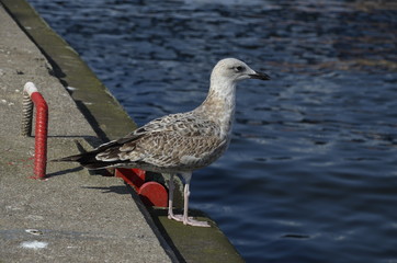 mewa , dzika mewa , biała mewa , port Darłowo  ,Darłówko ,  port , port rybacki , port , statek w darłowie ,most w Darłowie , most w Darłówku , Darłówko , Darłowo , latarnia  morska , plaża Darłówko   © Szymon