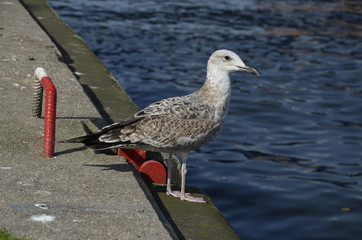 mewa , dzika mewa , biała mewa , port Darłowo  ,Darłówko ,  port , port rybacki , port , statek w darłowie ,most w Darłowie , most w Darłówku , Darłówko , Darłowo , latarnia  morska , plaża Darłówko   © Szymon