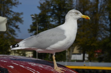 mewa , dzika mewa , biała mewa , port Darłowo  ,Darłówko ,  port , port rybacki , port , statek w darłowie ,most w Darłowie , most w Darłówku , Darłówko , Darłowo , latarnia  morska , plaża Darłówko   © Szymon