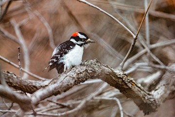 Downy woodpecker on the branch