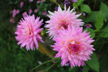 Pinkfarbene Dahlie im Park im Herbst