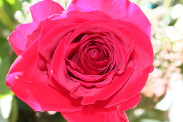 Flores varias rosas tulipanes bellas 