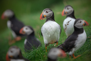 A Gathering of Puffins on the Shetland Isles