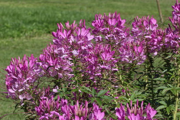 Flores varias rosas tulipanes bellas 