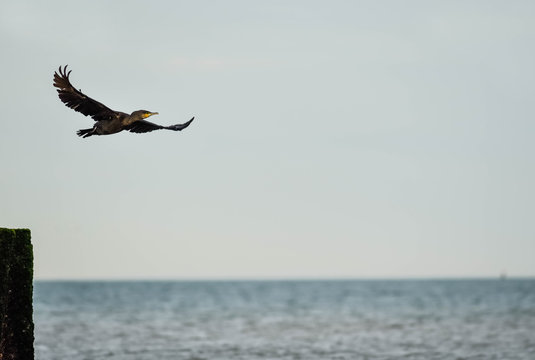 cormoran volant au dessus de la mer
