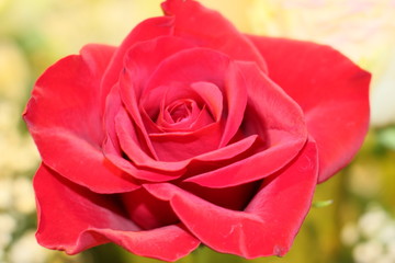 Flores varias rosas tulipanes bellas 