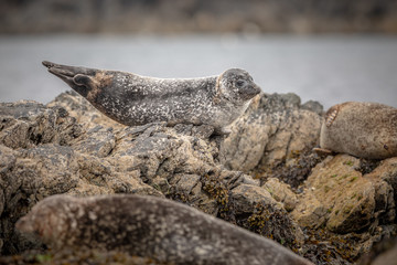 Young Common Seal