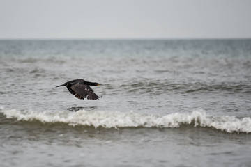 cormoran volant au dessus de la mer