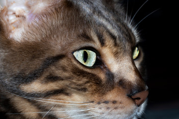 Male five year old Corsican Blue Marbled Bengal domestic cat, breed derived from the Asian Leopard