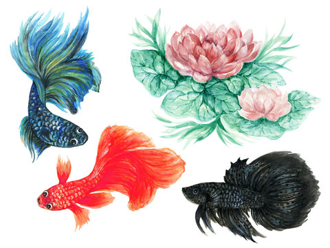 Watercolor oriental Fancy fighting betta colorful fish and lotus flower set Isolated hand drawn Underwater wildlife illustration