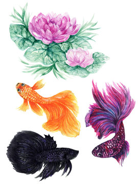 Watercolor oriental Fancy fighting betta colorful fish and lotus flower set Isolated hand drawn Underwater wildlife illustration