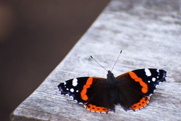 Fototapeta na wymiar butterfly on wooden background