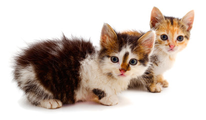 Two small kittens isolated.