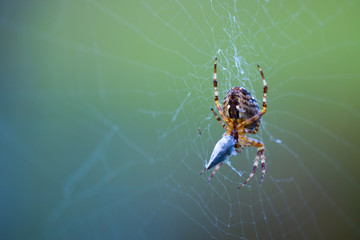 spider on web