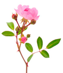 Fototapeta premium Pink rose flower.