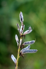 Cytisus flowering plant single branch full of hairy grey seed pods in local urban garden on warm sunny summer day