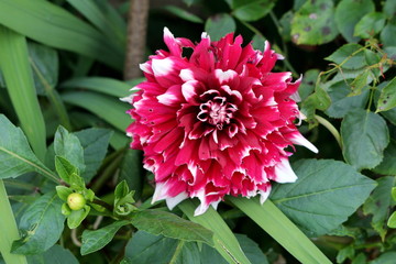 Dahlia bushy tuberous herbaceous perennial plant with fully open blooming large dark red and white flower containing multiple layers of petals surrounded with closed flower bud and dense green leaves 