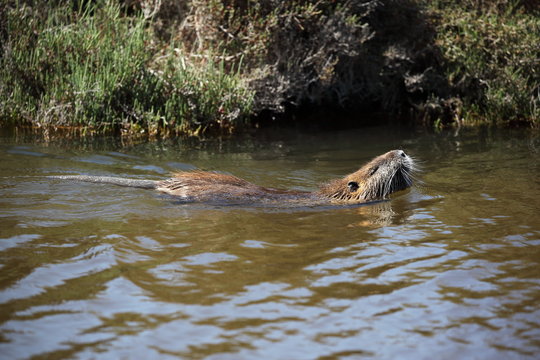 Nutria