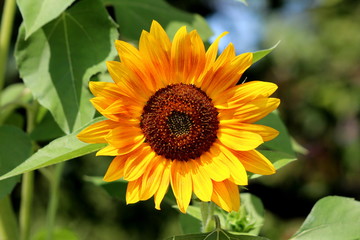 Fully open blooming sunflower plant with bright yellow with red petals and dark center surrounded with dense leaves in local urban garden on warm sunny summer day