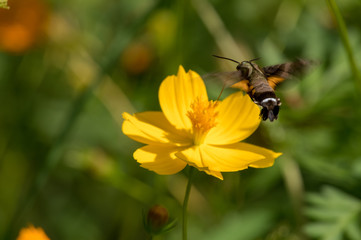 花の蜜を吸う虫