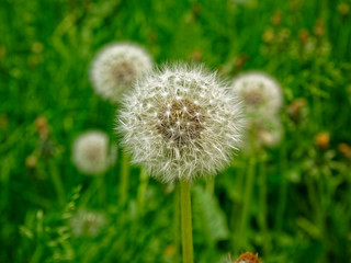 white dandelions in the Park in spring, Moscow.
