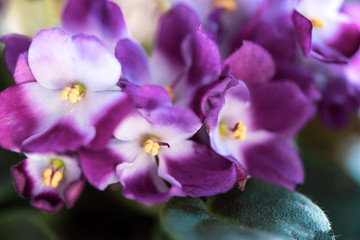 Potted Saintpaulia violet flower on bokeh blurred background wet window. African senpolia houseplant.