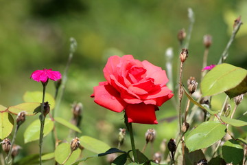 Open blooming dark orange rose with layered petals surrounded with green leaves and other plants in local urban garden on warm sunny summer day