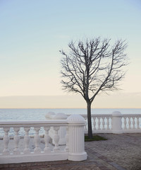 lonely bare tree on seacoast with white fence