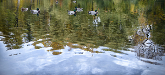 Drake ducks swim in water of pond. Reflections of trees