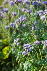 Phacelia violet flowers honey flowers