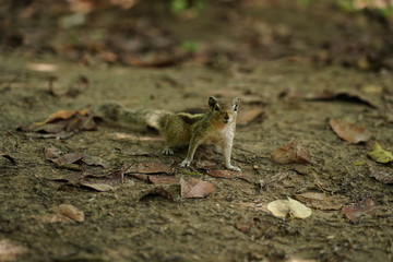 Squirrel candid Pictures