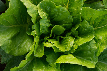 Cultivated field of lettuce growing in rows along the contour line. Agricultural composition. Panoramic style.