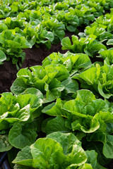 Cultivated field of lettuce growing in rows along the contour line. Agricultural composition....