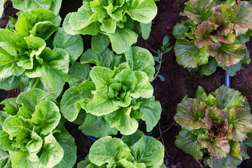 Cultivated field of lettuce growing in rows along the contour line. Agricultural composition....