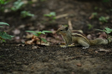Squirrel candid Pictures