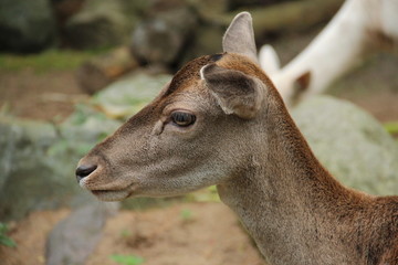 Head of doe