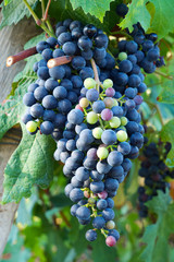 Large bunch of grapes hang from a vine, Close Up of red wine grapes