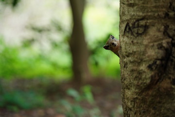 Squirrel hiding behind the tree 