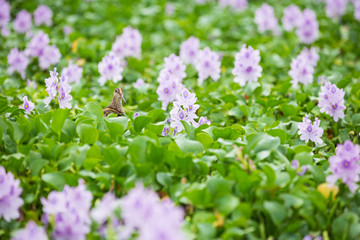 タマシギとホテイアオイ