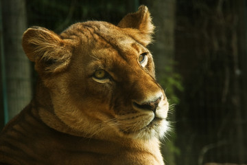 Female lion's head