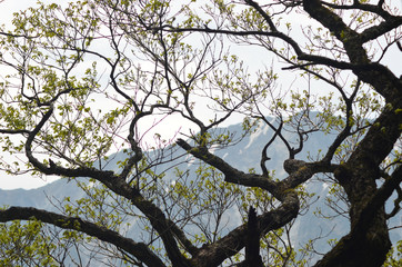 The branches and leaves of a tree frame the view. A mountain with patches of snow can be seen through them. The sky is overcast.