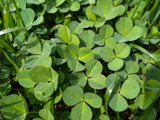 Fototapeta premium lot of fresh green clover background. Lucky Irish Four Leaf Clover. St. Patricks Day