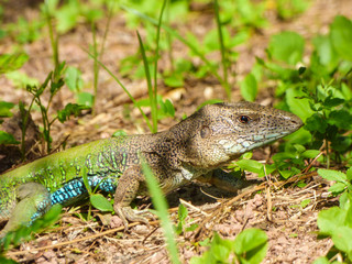 Colorful Giant ameiva lizard (Ameiva ameiva) on the ground in Arembepe - Bahia, Brazil