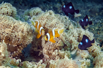 Fototapeta na wymiar Clown fish swimming in its anemone.