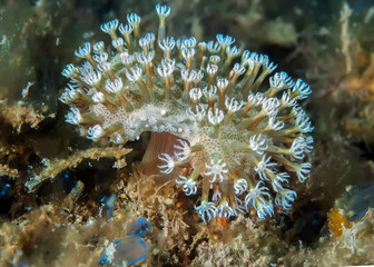 Fototapeta na wymiar Soft coral of the family Xeniidae close-up