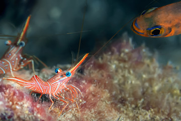 Hinge-beak Shrimp (Rhynchocinetes durbanensis) on the coral reef. Underwater photography, Sri Lanka.