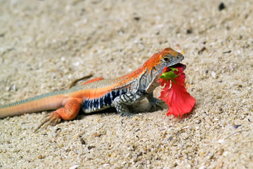 A small lizard on the sand with a hibiscus flower in its teeth